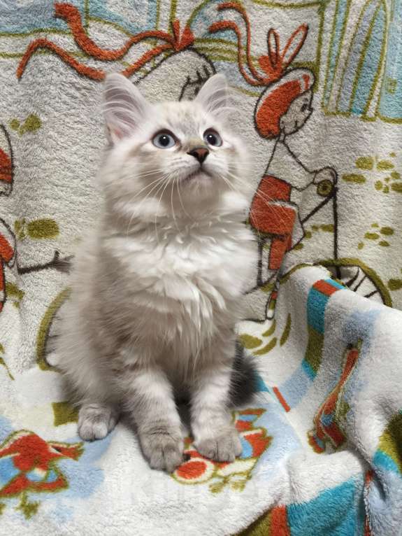 Кошки в Санкт-Петербурге: Невский маскарадный котёнок, кошка Девочка, 45 000 руб. - фото 4