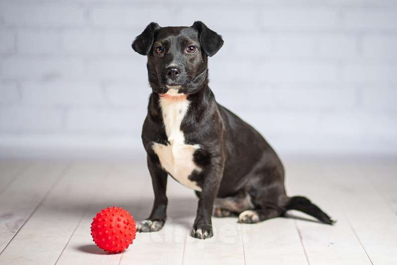 Собаки в Москве: Маленькая собачка Жизель в добрые руки Девочка, 1 руб. - фото 2