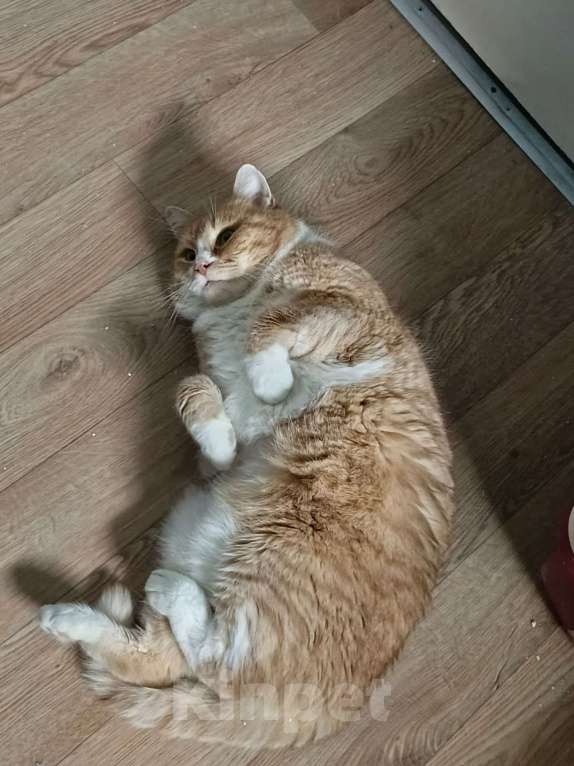 Кошки в Москве: Меня зовут Марсик и я очень жду свою любящую котомаму. Мальчик, Бесплатно - фото 6