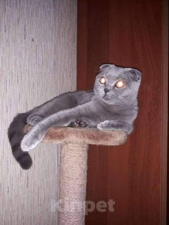 Кошки в Свободном: Шотландский кот, 1 000 руб. - фото 1