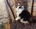 Кошки в других городах Новосибирской области: Котёнок Мейн-кун  Мальчик, 18 000 руб. - фото 7