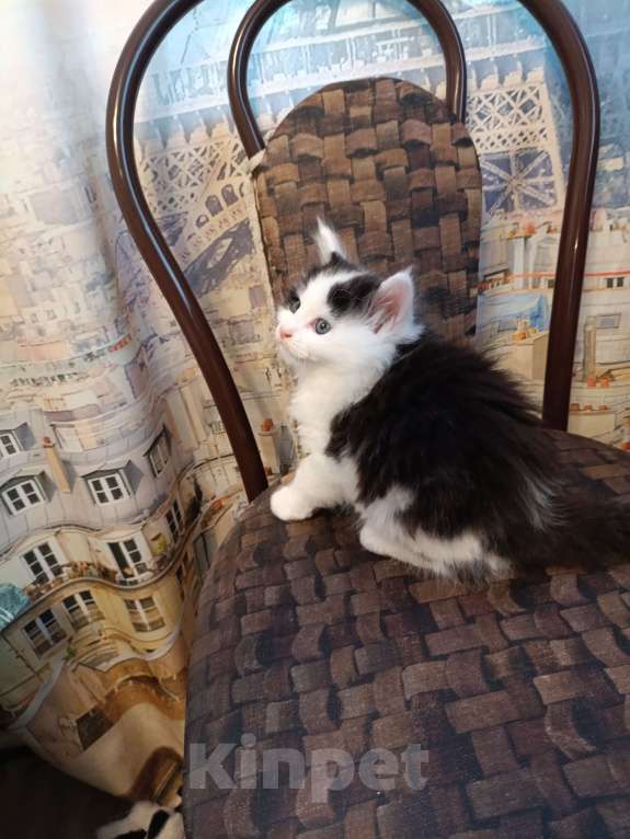 Кошки в других городах Новосибирской области: Котёнок Мейн-кун  Мальчик, 18 000 руб. - фото 7