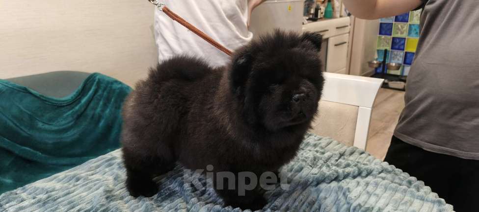 Собаки в Чебоксарах: Черный мальчик чау чау Мальчик, 50 000 руб. - фото 2