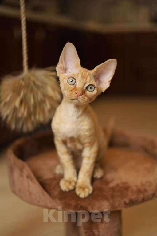 Кошки в Москве: Котята девон-рекс Мальчик, 60 000 руб. - фото 1