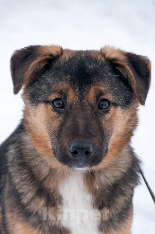 Собаки в Ногинске: Эва - ваша инвестиция в счастье! Девочка, Бесплатно - фото 1