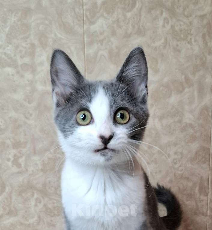 Кошки в Москве: Голубо-белый котёнок в добрые руки  Мальчик, Бесплатно - фото 1