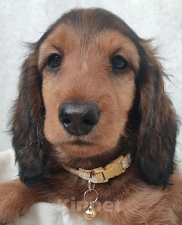 Собаки в Рязани: Предлагаю щенков таксы стандартной длинношерстной от красивой пары чемпионов. Мальчик, 50 000 руб. - фото 4