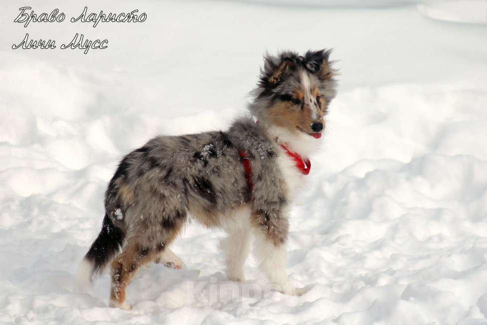 Собаки в Рязани: Подрощеные щенки шелти. Мальчик, 50 000 руб. - фото 1