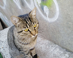 Кошки в Краснодаре: Ласковый, умный, смелый мышелов в добрые руки. Мальчик, 1 руб. - фото 4