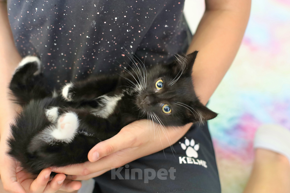 Кошки в Москве: Котенок-девочка в добрые руки Девочка, Бесплатно - фото 4