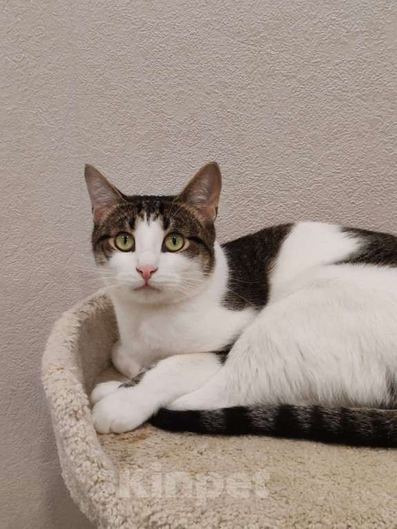 Кошки в Коломне: Емеля в поисках дома Мальчик, Бесплатно - фото 9