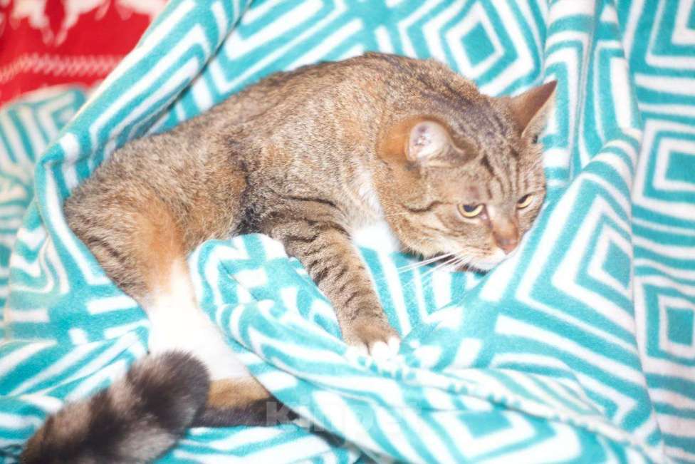 Кошки в Москве: Кошка в добрые руки Девочка, 100 руб. - фото 2