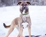 Собаки в Москве: Маленькая собачка 10 кг в дар Девочка, Бесплатно - фото 4