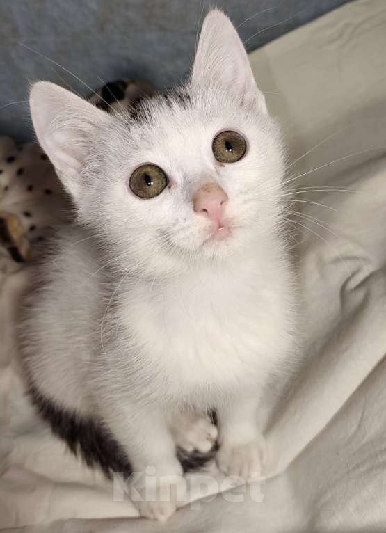 Кошки в Уфе: Котёнок мальчик 2,5 месяца Мальчик, 50 руб. - фото 4