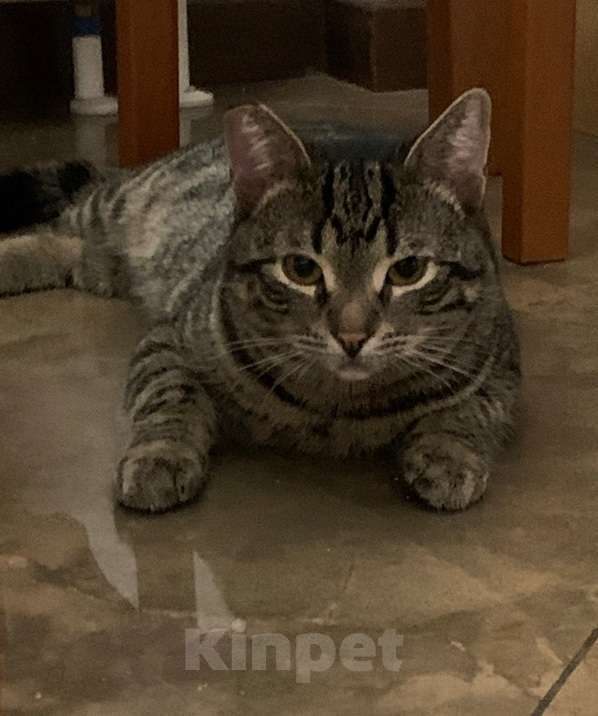 Кошки в Москве: юный котик Дениска ищет дом Мальчик, Бесплатно - фото 1