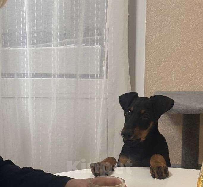 Собаки в Воронеже: Доберман Ева Девочка, 45 000 руб. - фото 3