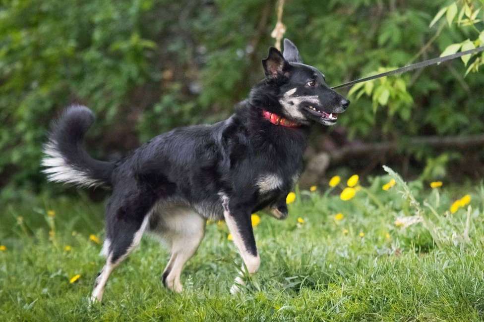 Собаки в других городах Московской области: Стеша ищет семью Девочка, Бесплатно - фото 7