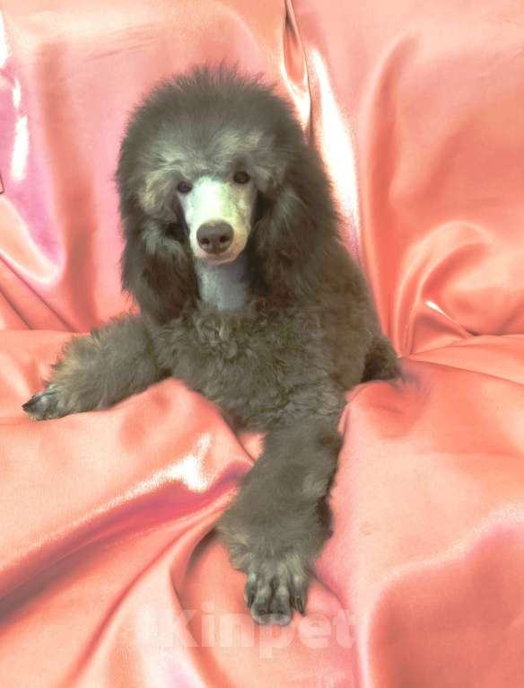 Собаки в Москве: Серебристые щенки пуделя Мальчик, 60 000 руб. - фото 2