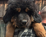 Собаки в Екатеринбурге: Щенки тибетского мастифа Девочка, 30 000 руб. - фото 2