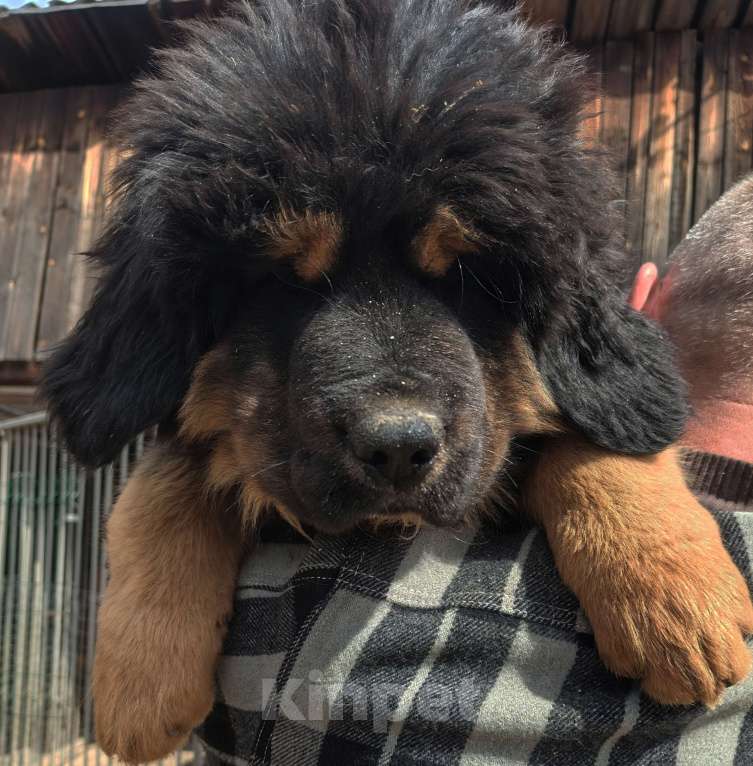 Собаки в Екатеринбурге: Щенки тибетского мастифа Девочка, 30 000 руб. - фото 2