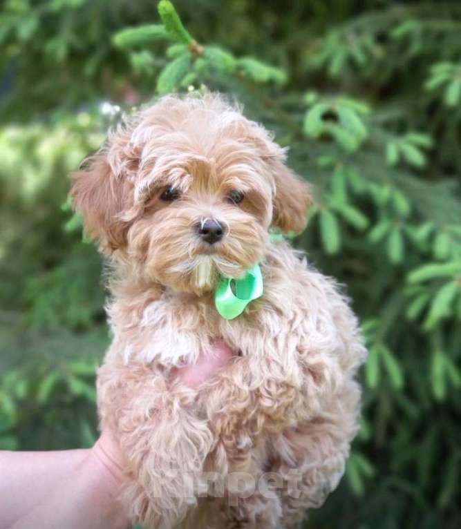 Собаки в Серпухове: Мальтипу кукольная девочка Девочка, 200 000 руб. - фото 2