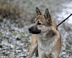 Собаки в Москве: Лорд Мальчик, Бесплатно - фото 1
