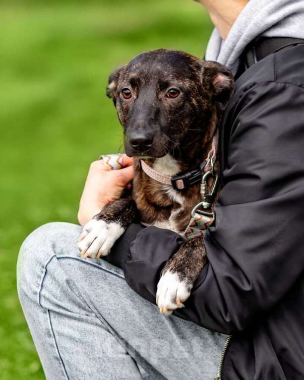 Собаки в Москве: Дора, девочка, 7 мес. ищет дом. Девочка, Бесплатно - фото 2