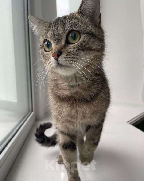 Кошки в Москве: Касю никто не замечает Девочка, Бесплатно - фото 2