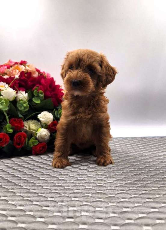 Собаки в Новосибирске: Щенки пуделя той/мини Разнополые, Бесплатно - фото 3