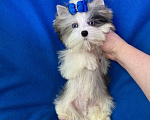 Собаки в Москве: Йорк с двумя синими глазами мини мальчик бэби фейс Мальчик, 130 000 руб. - фото 10