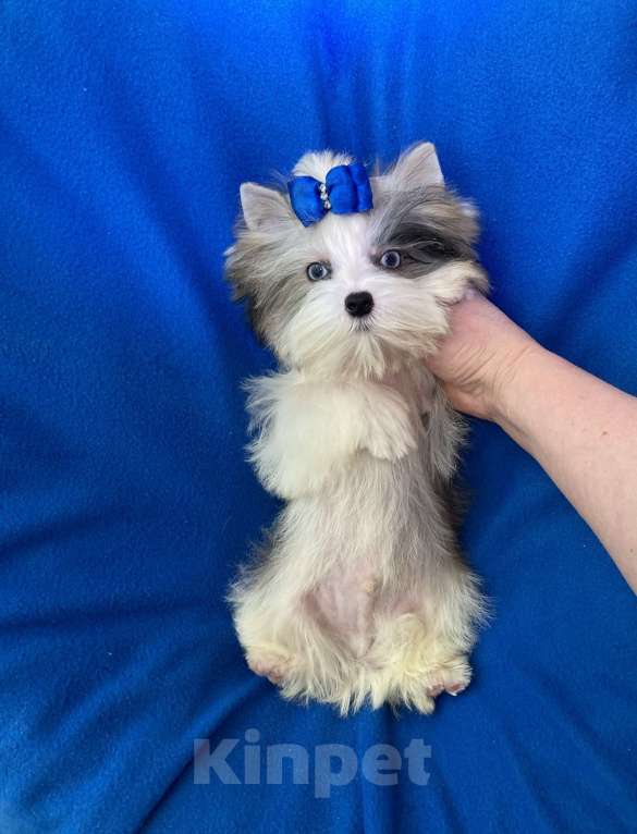 Собаки в Москве: Йорк с двумя синими глазами мини мальчик бэби фейс Мальчик, 130 000 руб. - фото 10