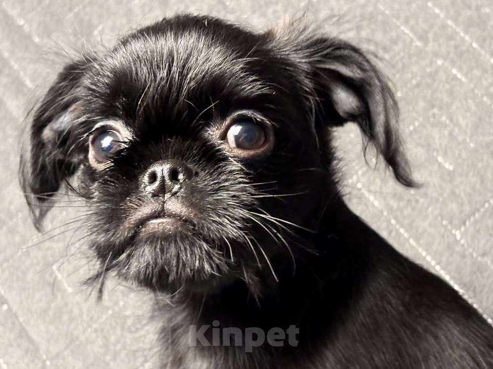 Собаки в Москве: Черный гриффон Атом . Декабрь 2025 Мальчик, 65 000 руб. - фото 2