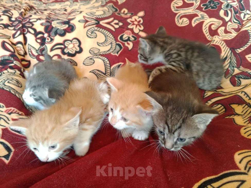 Кошки в других городах Тульской области: 2 котика и 2 кошечки, кушают, к туалету приучены, от кошки мышелова Мальчик, Бесплатно - фото 6