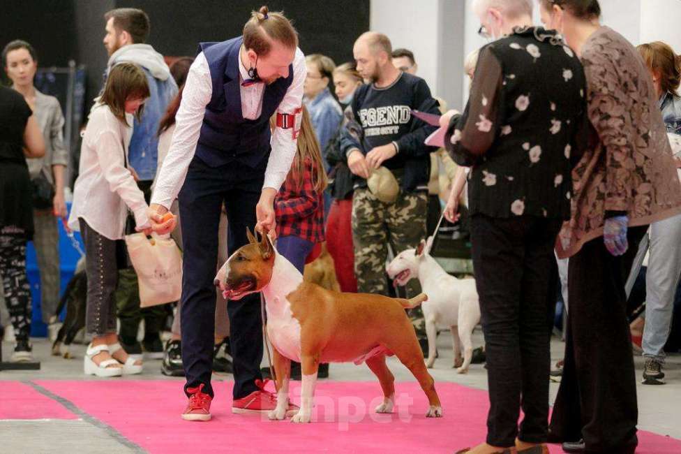 Собаки в Одинцово: Щенок стандартного бультерьера  Девочка, 60 000 руб. - фото 2