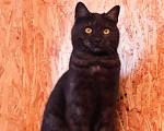 Кошки в Москве: Котик Тимоша в поисках семьи Мальчик, Бесплатно - фото 1