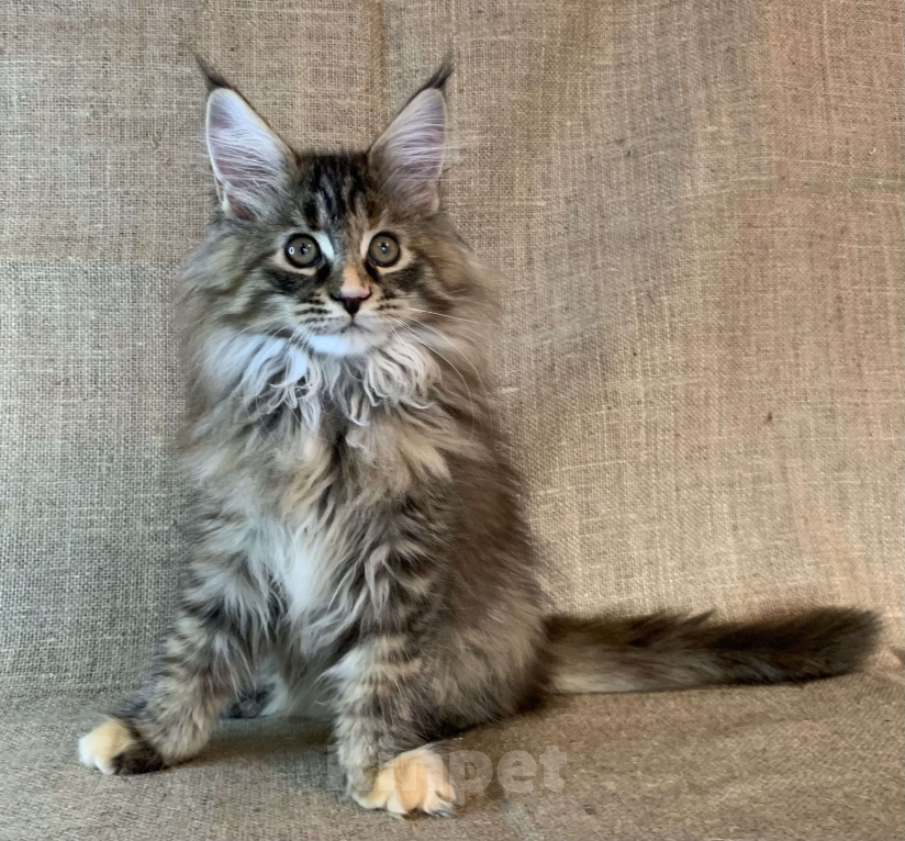 Кошки в Санкт-Петербурге: Yagoza Perfect Lynx Девочка, 25 000 руб. - фото 1
