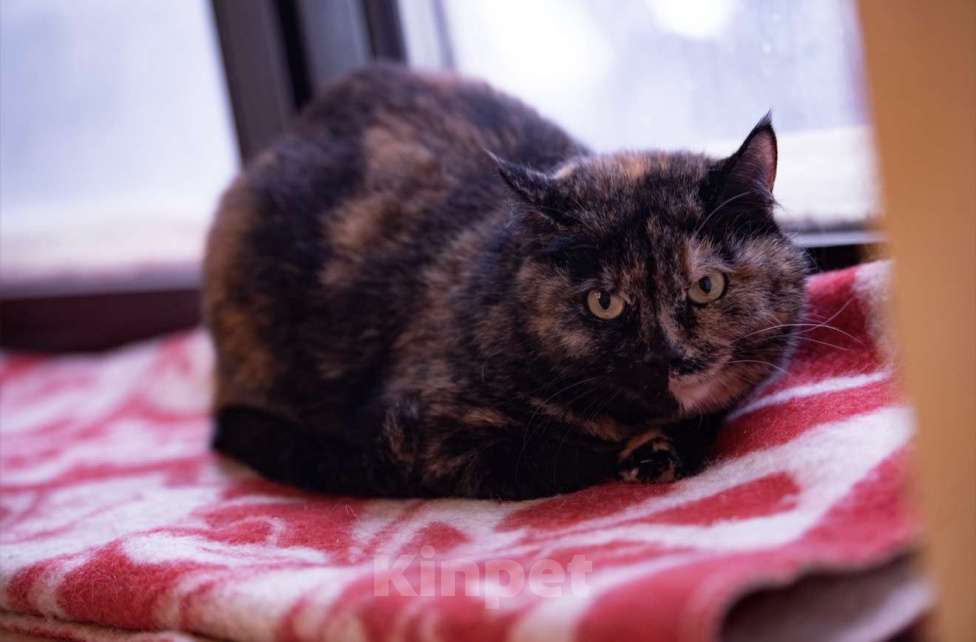 Кошки в Москве: История Харибо: когда ждать больше некого Девочка, Бесплатно - фото 3