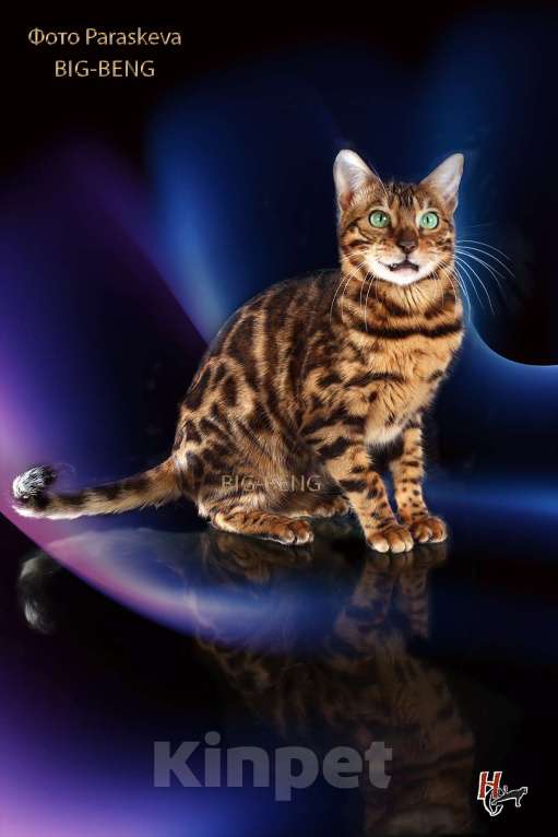 Кошки в Санкт-Петербурге: Бегальский мальчик 3 месяца Мальчик, 40 000 руб. - фото 5