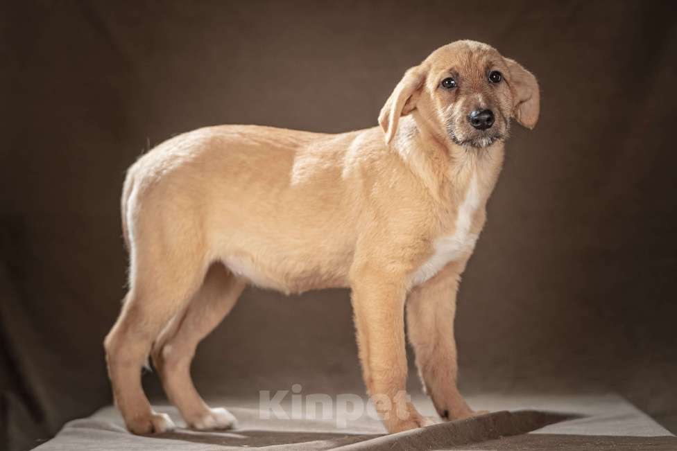 Собаки в Клине: Мейси — жизнерадостная шалунья, которая подарит вам море радостных моментов Мальчик, Бесплатно - фото 7