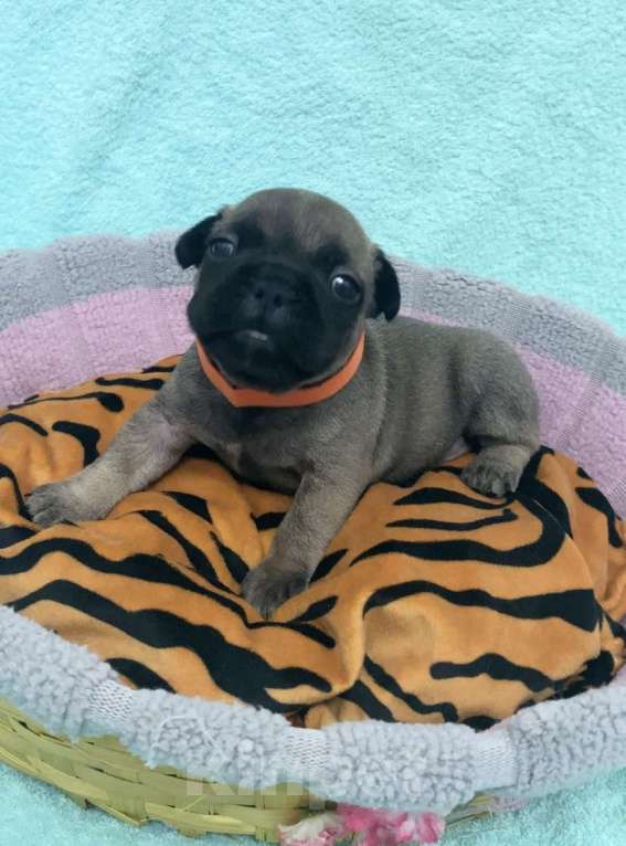 Собаки в Нижнем Новгороде: Щенки французского бульдога в продаже Девочка, 50 000 руб. - фото 3