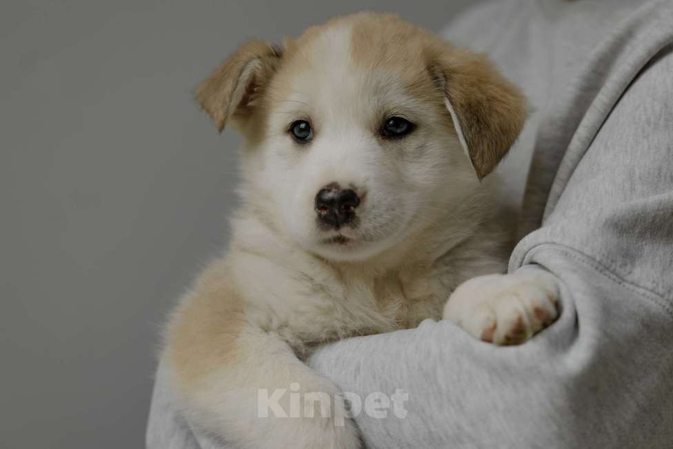 Собаки в Видном: Ягодка ищет дом Девочка, Бесплатно - фото 6