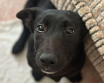 Собаки в Краснодаре: Мона Девочка, Бесплатно - фото 4