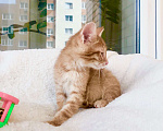 Кошки в Москве: Милый рыжий котенок Сникерс ищет дом, в добрые руки Мальчик, 1 руб. - фото 4