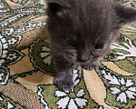 Кошки в Ставрополе: котята Мальчик, 50 руб. - фото 2