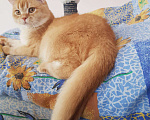 Кошки в Севастополе: Шотландский кот., 25 000 руб. - фото 4