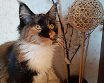 Кошки в Оленегорске: Мейн-кун кошечка, 15 000 руб. - фото 2