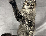 Кошки в Жердевке: Кот мейн-кун в разведение WCF, 80 000 руб. - фото 3