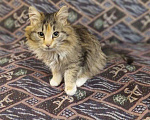 Кошки в Малоархангельске: Ласковая девочка Девочка, 1 руб. - фото 3