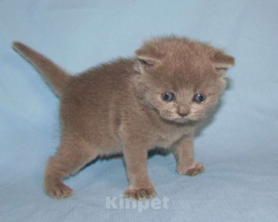 Кошки в Санкт-Петербурге: шотландская кошечка страйт Девочка, 25 000 руб. - фото 3