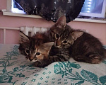 Кошки в Барнауле: Котята в добрые руки Девочка, Бесплатно - фото 4